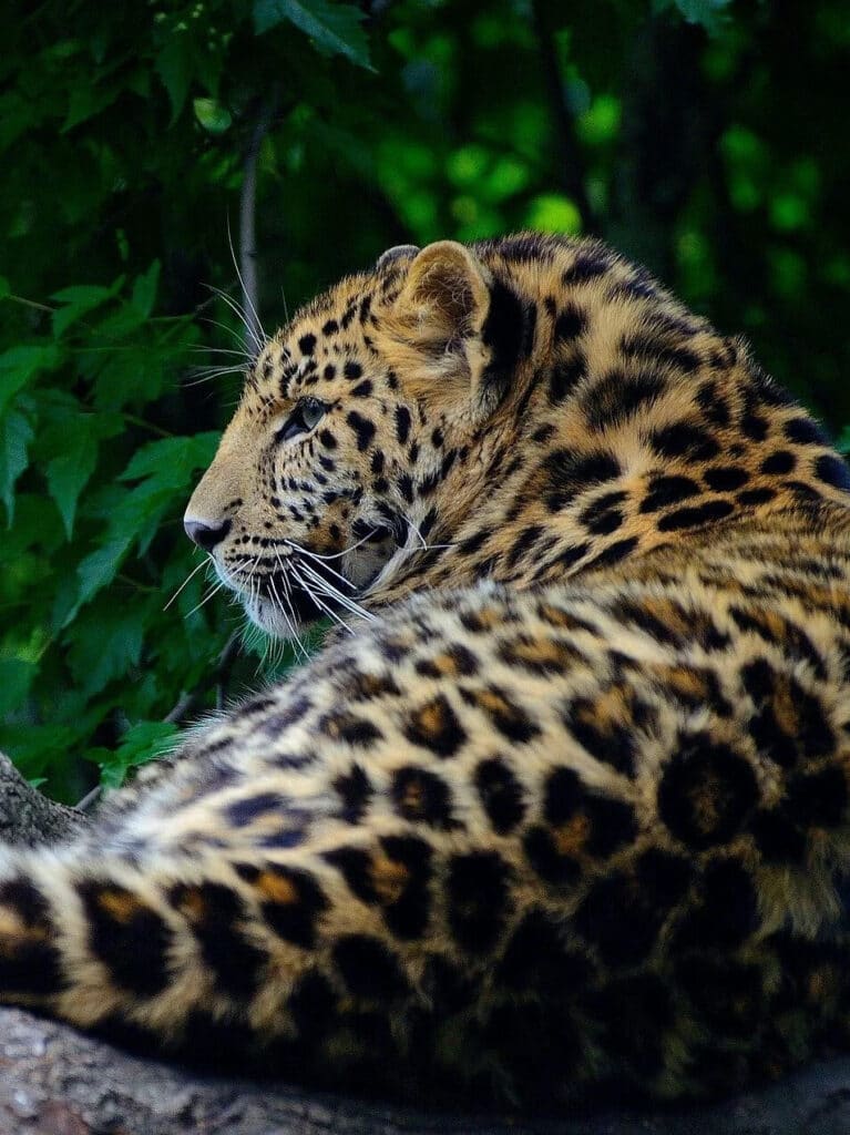 meow gallery plugin galerie wordpress 3