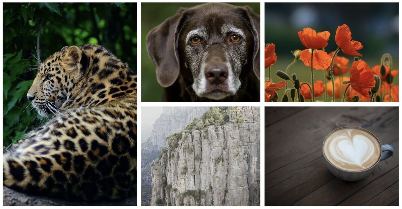 plugin galerie photo wordpress meow gallery 1