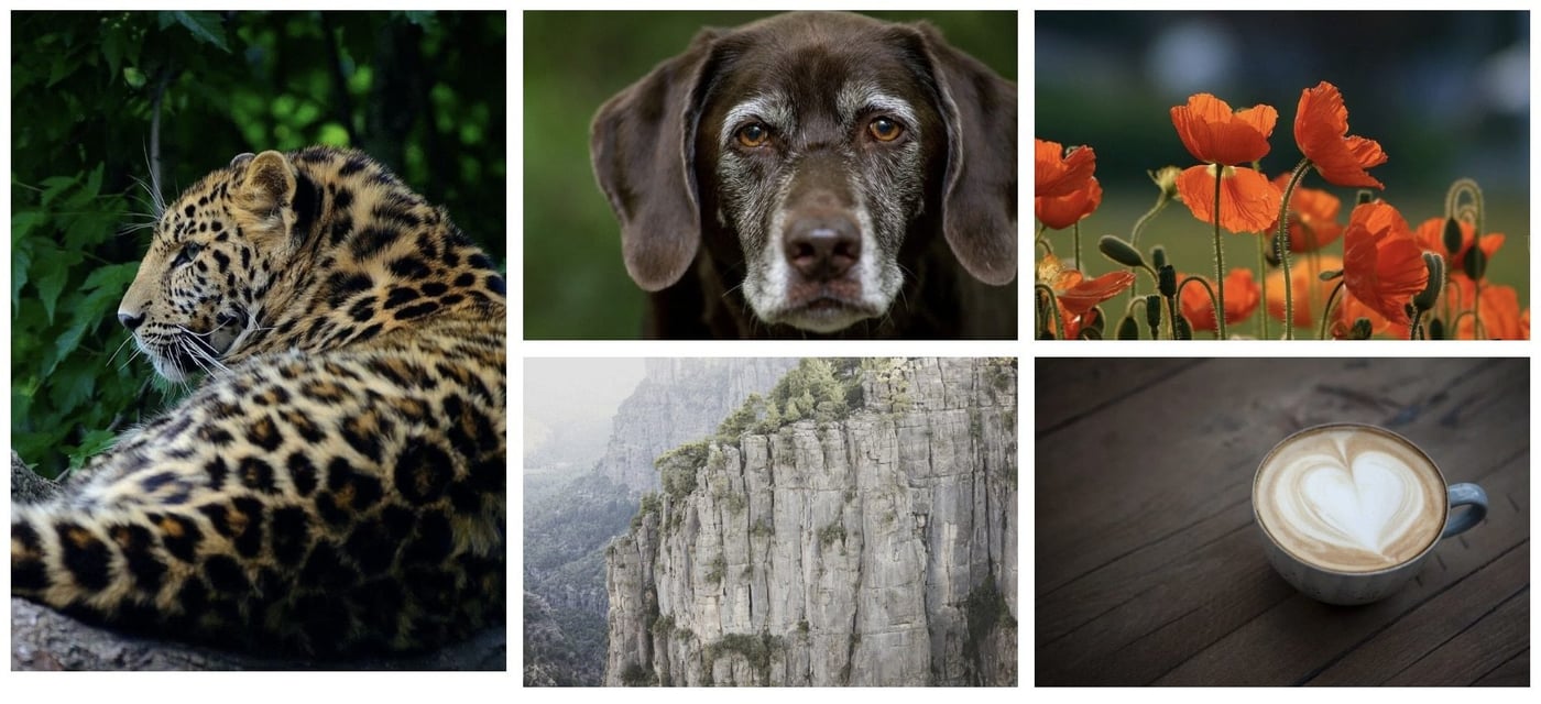 plugin galerie photo wordpress meow gallery 2