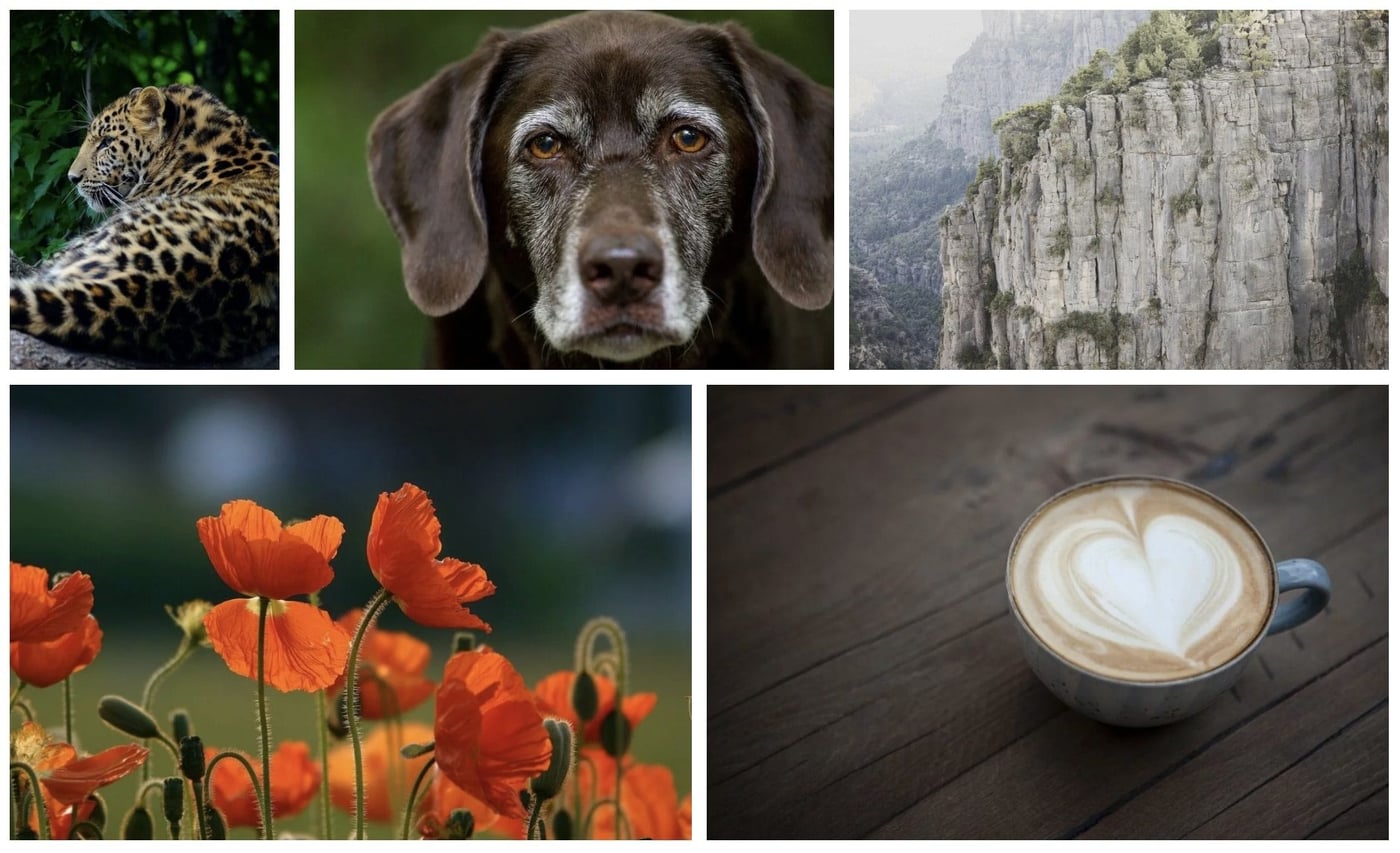 plugin galerie photo wordpress meow gallery 3