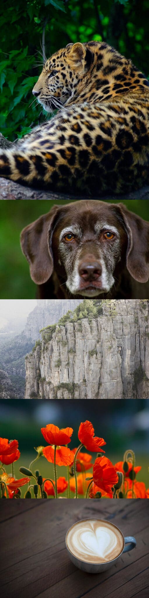 plugin galerie photo wordpress meow gallery